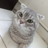 گربه نر اسکاتیش فولد سفید بلو پوینت