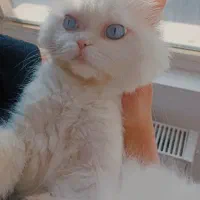 واگذاری گربه عروسکی