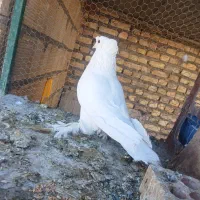 کبوتر نر راعبی و تهرانی