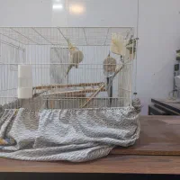 دو جفت عروس هلندی نر ماده