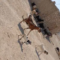 فروش بز|حیوانات مزرعه|کازرون, |دیوار