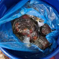 خرمای کبکاب  در خورموج