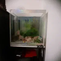 آکواریوم همراه با تجهیزات