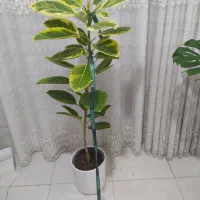 طلایی|گل و گیاه طبیعی|بندر گناوه, |دیوار