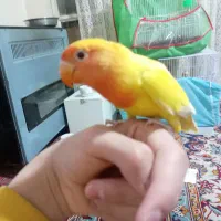 کوتوله فول دستی صورت هلویی