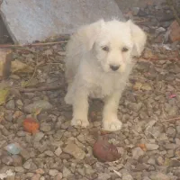 سگ پاپی|سگ|تربتحیدریه, کلاته توکلی|دیوار