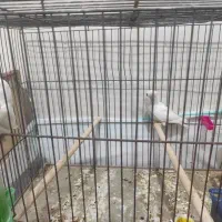 جفت کوتوله مولد دستی زرقان