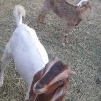 دوتا کهره نر و ماده