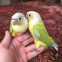 گرینچیک سرلاکی