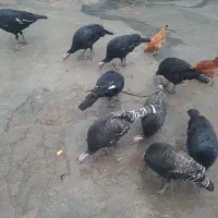 بوقلمون ماده|حیوانات مزرعه|دینور, |دیوار