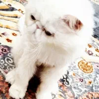 یک گربه پرشین
