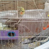 عروس هلندی