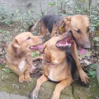 واگذاری دو عدد سگ ژرمن و یک پا کوتاه جذاب