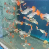 آکواریوم مولوی|ماهی|اصفهان, شاهد|دیوار