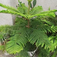 گلهای سیکاس و سرخس