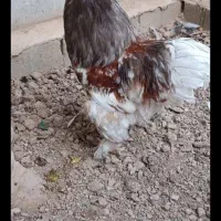 خروس برهما