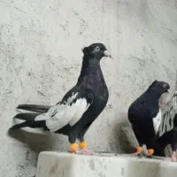 سینه سیاه|پرنده|مسجد سلیمان, |دیوار