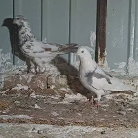 ۳ عدد کبوتر یک نر دو ماده