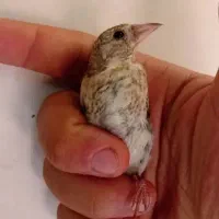 جوجه سهره یه هفته قفس