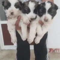 ۳عد توله نر افقان اصیل|سگ|تهران, هلال احمر|دیوار