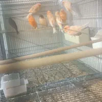 قناری نر و ماده