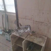 3 تا حیوان پرنده زنگ|پرنده|محمدیه-قزوین, |دیوار