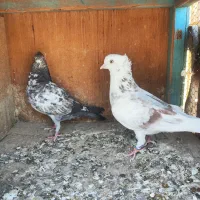 کفتر کبوتر تهرانی پرشی
