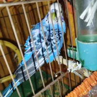 مرغ عشق نر مست آماده