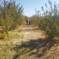 زمین-بادوم-میوه