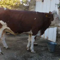 گاو شیری جوان|حیوانات مزرعه|انزل, |دیوار