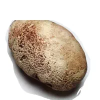 سنگ. دعانویس