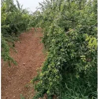 باغ-دالین