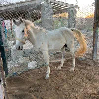 فروش دو راس اسب سفید و مشکی