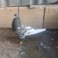 کبوتر|پرنده|مشهد, سلام|دیوار