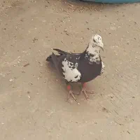 کفتر بزک پلاکی دست  اولی