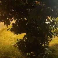 فروش باغچه