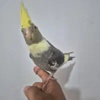 عروس هلندی|پرنده|بندر امام خمینی, |دیوار