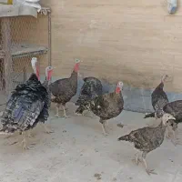 پنج عدد بوقلمون برنز