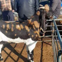 یک راس نربزپلنگی