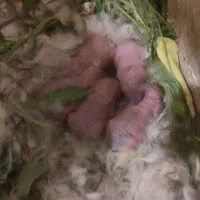خرگوش لوپ مولد به همراه ۵ تا بچه