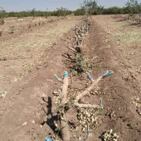 پیوند پسته با ضمانت صدرصد وکتبی|خدمات باغبانی و درختکاری|شیراز, گل سرخ|دیوار