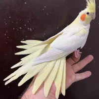 عروس هلندی ماده لوتینو زعفرونی بالغ چشم سبز آلبینو