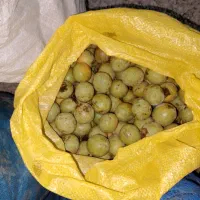 گردو تازه درجه یک
