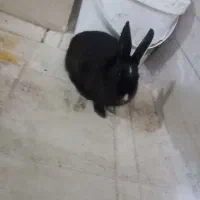 خرگوش|موش و خرگوش|تربتحیدریه, مسجد جامع|دیوار