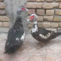 دو عدد اوردک شوروی ماده تخم گذار