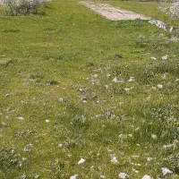 زمین دونبش سندار نیروی انتظامی|فروش زمین و ملک کلنگی|مشگین شهر, |دیوار