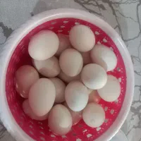 تخم مرغ بومی