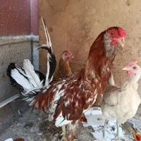 آگهی فروش