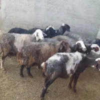 ۸تا میش جوان و سنگین|حیوانات مزرعه|بروجرد, |دیوار