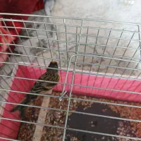 سره گلبسر|پرنده|برخوار, |دیوار